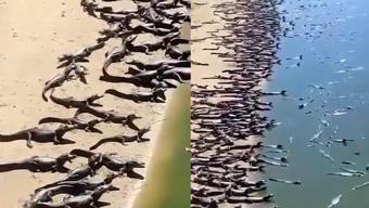 Brezilya'da timsah alarmı! Yüzlercesi karaya çıktı