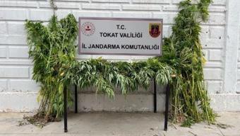 Niksar'da ormanlık alana ekili 76 kök kenevir ele geçirildi