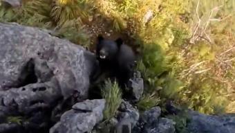 Japonya’da saldırıya uğrayan dağcının ayıyla kavgası kamerada