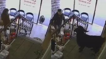 Eczaneye giren inatçı keçi çalışanları çileden çıkardı