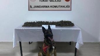 Niksar'da 1 kilo 180 gram kubar esrar ele geçirildi