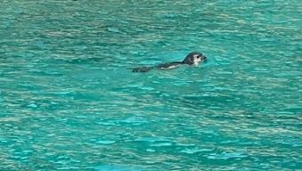 Kaş'ta Akdeniz fokları görüntülendi