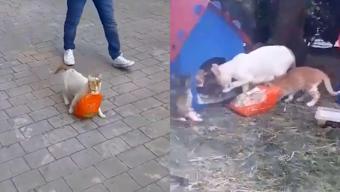 Boyu kadar tavuk çalan anne kedi izleyenleri güldürdü