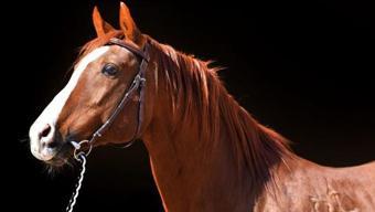 Yarış atı 'Özgünhan'ın yavrusuna rekor fiyat! Ev parasını geçti