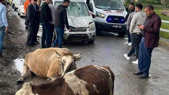 Muş'ta hafif ticari aracın çarptığı 3 inek öldü, sürücü yaralandı