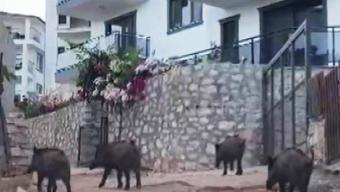 Kaş'ta yaban domuzları kent merkezine inip, yiyecek aradı; o anlar kamerada
