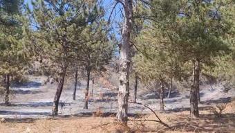 Tokat'ta orman yangını 1 saatte kontrol altına alındı
