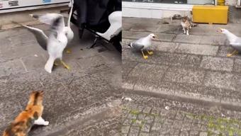 Görüntüler İstanbul'dan! Kavga eden iki martıyı, o sırada yoldan geçen kedi ayırdı