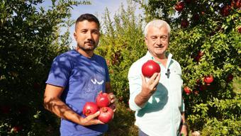Finike'de nar hasadı sürüyor
