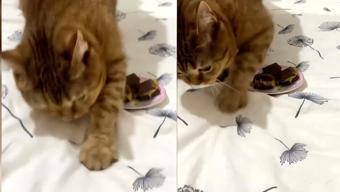 Dubai çikolatasını dışkı sanıp üstünü kapatmaya çalışan kedi viral oldu