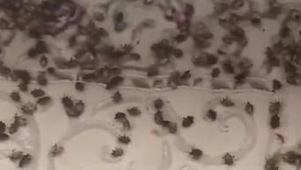 Ordu'da bir evi istila eden kokarca böcekleri görenleri şaşkına çevirdi
