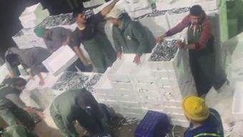 Çanakkale'de gırgır teknesiyle  tek seferde 17 ton sardalya avladılar