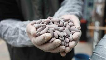 Elazığ’ın beyaz altını! Tezgahlardaki yerini aldı: Kilosu 250 liradan satılıyor! Halk poşet poşet alıyor, ,potasyum, magnezyum, çinko kaynağı