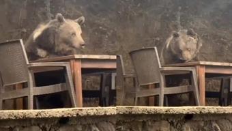Ankara’da lokantaya giren ayı masaya oturup servis bekledi