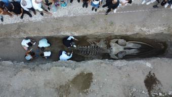 Mersin'de heyecanlandıran keşif! 16 metrelik balinanın iskeleti kazıyla gün yüzüne çıktı