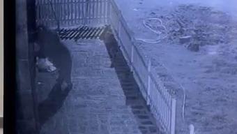 Hırsızlardan şüphelendi, gerçeği güvenlik kamerasıyla öğrendi