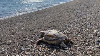 Çanakkale’de 2 deniz kaplumbağası ölüsü sahile vurdu