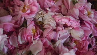 Gül yaprakları cilde iyi gelir mi?