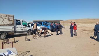 Nevşehir’de 8 yasaklı ırk köpek koruma altına alındı