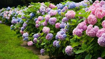 Kral Charles’ın eski bahçıvanı sırrını verdi! Ortancaları coşturan yöntem