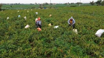 Samsun'da ağlaya ağlaya hasat ediliyor! Kilosu 15 TL: 70 derdin şifası