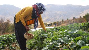 Hobi olarak başladığı çilek üreticiliği geçim kaynakları oldu