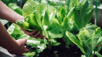 Ispanağı bile solladı! Dünyanın en sağlıklı sebzesi açıklandı