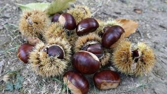 Aydın'da hasadı başladı! Toplaması zahmetli, satışı sabır işi: Kilosu 100 TL'den başlıyor