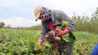 İzmir'in bereketli topraklarında hasadı devam ediyor! Kırmızı elmas olarak biliniyor, tarlada kilosu 10 TL