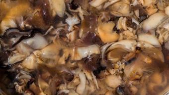 Evini mini üretim yerine çevirdi: Doğada gördü şimdi kavak mantarıyla kazancını katladı!