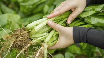 Herkesin konuştuğu sebze pazı! Kışın kahramanı: Enerji ve zindelik kazandırıyor