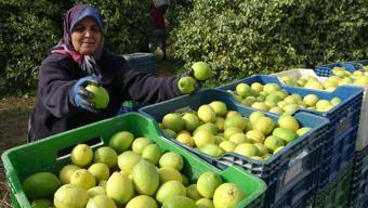 Limonun başkentinde hasat zamanı! Bahçede kilosu 40 TL: C vitamini kaynağı