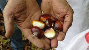 Kestanecilerin özel tarifi! Tavada değil, fırında pişirin