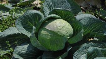 Osmaniye'de yüzleri güldüren hasat! Hepsi yerli ve ata tohumu: Sofralara şifa taşıyor