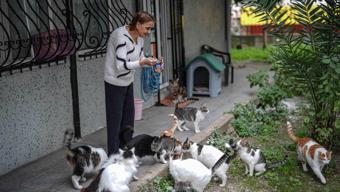 Böbrek nakli ve kanseri atlattı, gücünü kedilerinden aldı: 'Ağrılarımı aldıklarını hissediyorum'