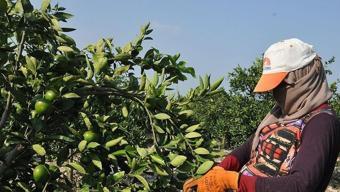 Bahçede 15 liraya satılıyor, tezgahta 100 lirayı görüyor