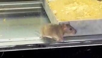 İzmir’de pes dedirten görüntü! Börek tezgâhında fareler cirit attı