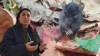 Bahçedeki fareyle tebessüm ettiren sohbet: 'Ne o, misafirliğe mi geldin?'