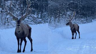 Kocaeli Kartepe'de kızıl geyik görüntülendi