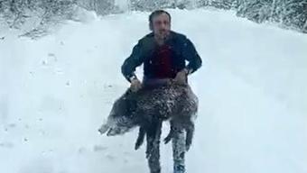 Sinop’ta yürekleri ağza getiren anlar! Yaban domuzunu eliyle yakaladı