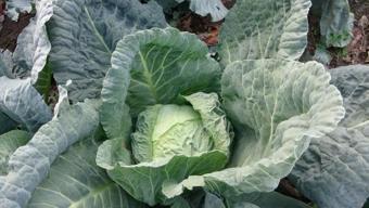 Ocak ayı bitmeden pazardan almanız gereken 5 sebze! Kış boyunca ihtiyacınız olan vitamin ve mineralleri karşılayacaklar