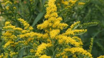 Doğada kendiliğinden yetişiyor! Akciğerleri toksinleri temizleyip kalbe iyi geliyor