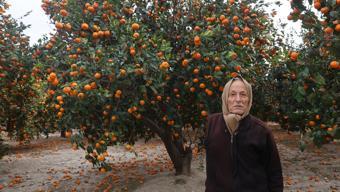 Hatay'da bedava dağıtılıyor! Bereket felakete döndü, ağaçlar artık taşıyamıyor