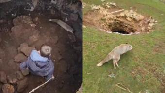 Kuyuya düşen tilki gençlerin çabasıyla özgürlüğüne kavuştu