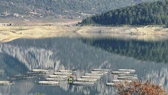 Türkiye'de üretilip 8 ülkeye satılıyor! El değmeden yetiştiriliyor, ihraç rekoru kırıyor