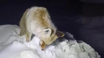 Yiyecek arayan tilki ayakta donarak öldü