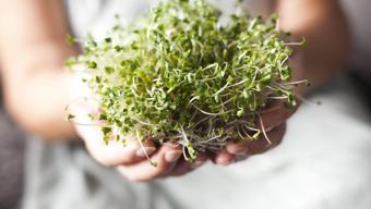 Brokoliyi tahtından etti: 1 kasesi 5 kat daha güçlü, tam bir demir fabrikası