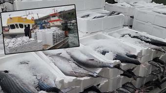 Tekirdağ'da bereket yaşanıyor, tanesi 2 bin 500 TL! En faydalı balıklardan, kalp ve damarları koruyor!