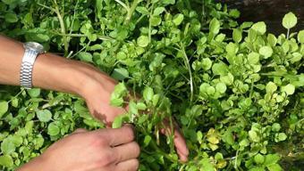 Yol kenarında görüp geçiyoruz ama aslında tam bir mucize: Dünyanın en sağlıklı sebzesi seçildi