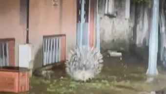 Aydın’da nesli tükenmekte olan oklu kirpi şehir merkezinde görüntülendi